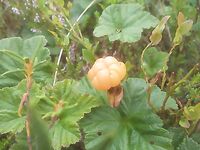 Карелия, Малый Медведок — путь через Кемь и первая ночёвка на реке