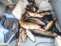 Белое море, Карелия — пустая строка как маркер без отчёта