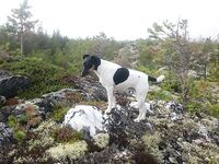 Белое море, Карелия — пустая строка как маркер без отчёта