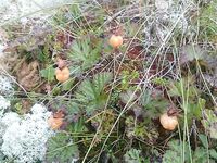 Белое море, Карелия — пустая строка как маркер без отчёта