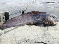 Чупа, Красная губа — раттлины 25–35 г и заросли капусты