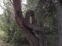 Кереть, 31.07–04.08: джиг 28–40 г, родник у Пежострова и Соколка