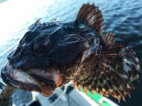 Карелия, блок «Рыбалка»: виброхвост найден в желудке трески