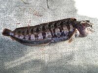 Карелия, блок «Рыбалка»: виброхвост найден в желудке трески