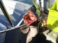 Карелия, блок «Рыбалка»: виброхвост найден в желудке трески