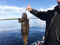 Карелия, блок «Рыбалка»: виброхвост найден в желудке трески