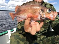 Карелия, блок «Рыбалка»: виброхвост найден в желудке трески