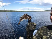 Карелия, блок «Рыбалка»: виброхвост найден в желудке трески