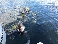 Белое море, Карелия — «Подводная охота» как отдельный раздел