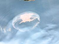 Белое море, Карелия — «Подводная охота» как отдельный раздел