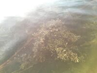 Белое море, Карелия — «Подводная охота» как отдельный раздел