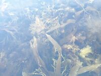 Белое море, Карелия — «Подводная охота» как отдельный раздел