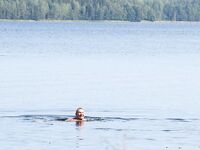 Белое море, губа — 26.07–06.08: треска до 2 кг, камбала и ягоды