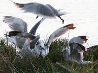 Белое море, губа — 26.07–06.08: треска до 2 кг, камбала и ягоды