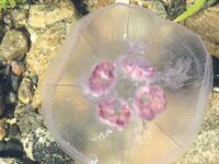 Белое море, губа — 26.07–06.08: треска до 2 кг, камбала и ягоды