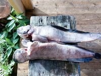 Белое море, Соколка — Саня поймал, коптильня уже ждёт