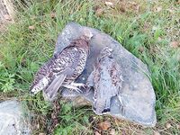 Карелия, тишина и погода — рыбалка завтра, сегодня прогулка с ружьём