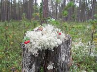 Чупа, Красная губа — жара, вода 21°С и раттлины по треске