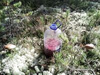 Чупа, Красная губа — жара, вода 21°С и раттлины по треске