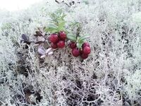 Чупа, Красная губа — жара, вода 21°С и раттлины по треске