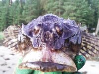 Чупа, Красная губа — жара, вода 21°С и раттлины по треске