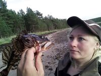 Чупа, Красная губа — жара, вода 21°С и раттлины по треске