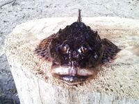 Чупа, Красная губа — жара, вода 21°С и раттлины по треске