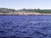 Чупа, Красная губа — жара, вода 21°С и раттлины по треске