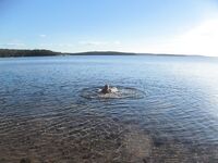 Чупа, Красная губа — жара, вода 21°С и раттлины по треске