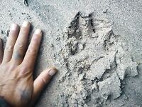 Белое море, Карелия: встречи — утка, нырок, русач и следы росомахи