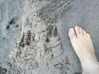 Белое море, Карелия: встречи — утка, нырок, русач и следы росомахи