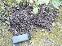 Белое море, Карелия: встречи — утка, нырок, русач и следы росомахи