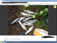 Белое море, Карелия: «вот такие кумжаки» — лаконичная радость