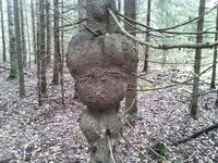 Карелия — берёза «не та», а вот сосновый кап из Подмосковья зашёл