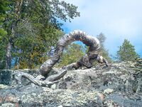 Карелия, Малый Медведок — крест на острове и «дышащее» болото