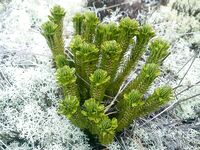 Карелия, Малый Медведок — крест на острове и «дышащее» болото