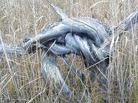 Белое море, Карелия — фото с острова и «лапки не я раскладывал»