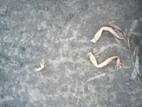 Белое море, Карелия — фото с острова и «лапки не я раскладывал»