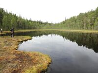 Карелия, Чупа — пустые озёра и следы медведя у цепочки в конце губы