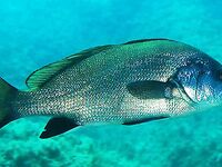 Белое море, Карелия: разговор о «горбыле» и «красной рыбе»