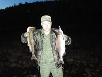 Белое море, Карелия — ответы про креветку, крабов и Горбушу-2011