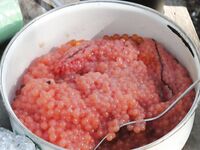 Белое море, Карелия — ответы про креветку, крабов и Горбушу-2011