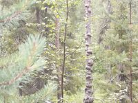 Озёра рядом: осторожная рыба и красивая картинка