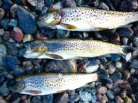 Озёра рядом: осторожная рыба и красивая картинка