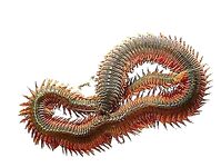 «Змейка» — нереис: массовый ход, чайки, треска и минус по клёву