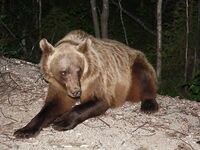 Про встречу с медведями: фальшфейер, аэрозоль и истории с Камчатки