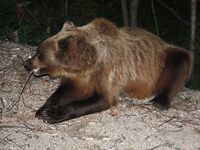 Про встречу с медведями: фальшфейер, аэрозоль и истории с Камчатки