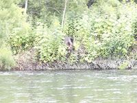 Про встречу с медведями: фальшфейер, аэрозоль и истории с Камчатки