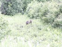 Про встречу с медведями: фальшфейер, аэрозоль и истории с Камчатки