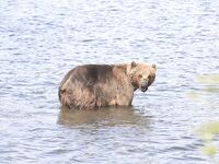 Про встречу с медведями: фальшфейер, аэрозоль и истории с Камчатки